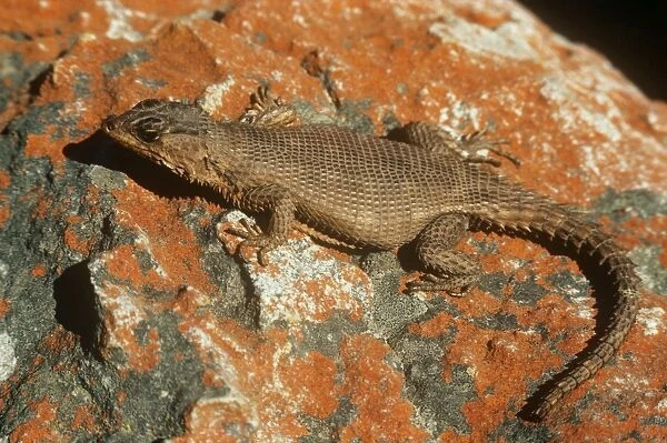 African Spiny-tailed Lizard