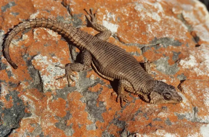 Framed Print : African Spiny-tailed Lizard Framed Print : African Spiny-tailed Lizard