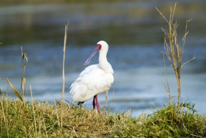 Framed Print : African Spoonbill. Andries Vosloo Kudu Reserve - nr Grahamstown - Eastern Cape - South Africa Framed Print : African Spoonbill. Andries Vosloo Kudu Reserve - nr Grahamstown - Eastern Cape - South Africa