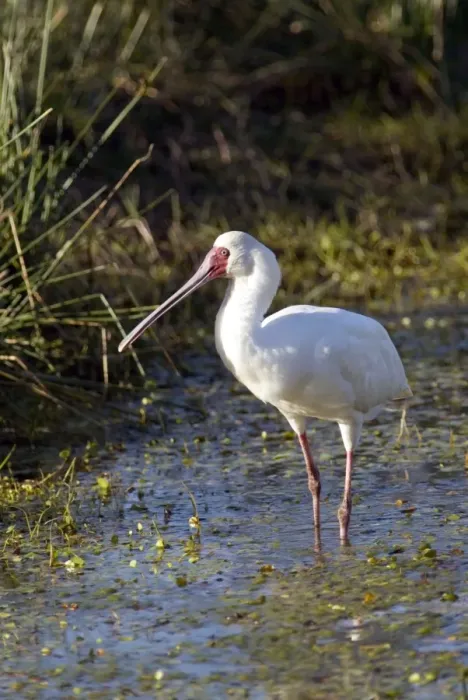 Framed Print : African Spoonbill. Andries Vosloo Kudu Reserve - nr Grahamstown - Eastern Cape - South Africa Framed Print : African Spoonbill. Andries Vosloo Kudu Reserve - nr Grahamstown - Eastern Cape - South Africa