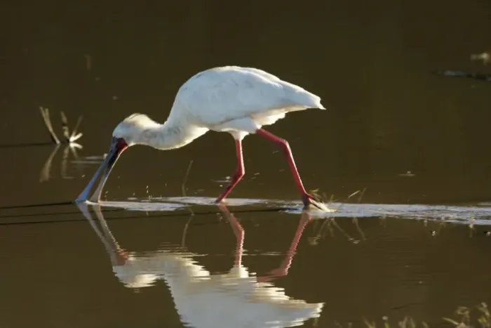Framed Print : African Spoonbill - feeding in water. South Luangwa Valley National Park - Zambia - Africa Framed Print : African Spoonbill - feeding in water. South Luangwa Valley National Park - Zambia - Africa
