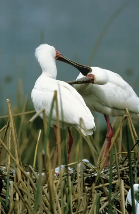 Framed Print : African Spoonbill - mutual preening Framed Print : African Spoonbill - mutual preening