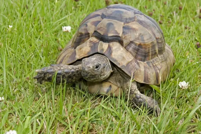 Framed Print : African Spurred Tortoise