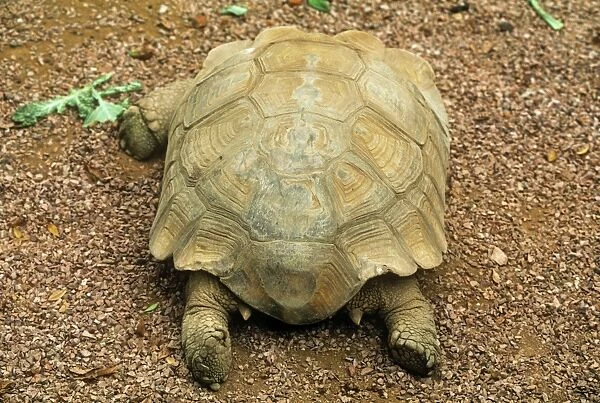 African Spurred Tortoise - showing spurs