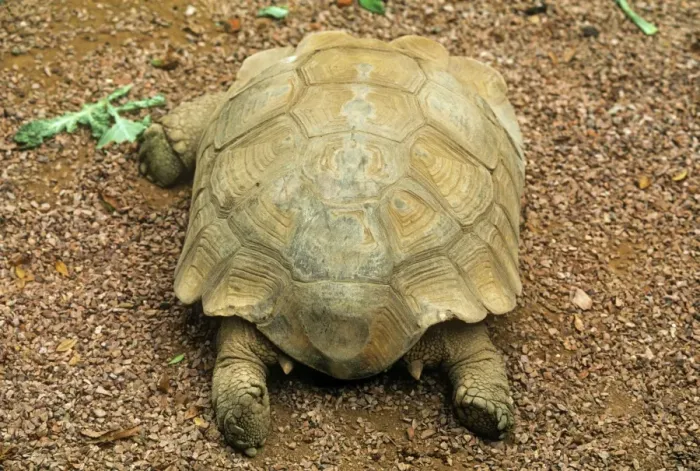Framed Print : African Spurred Tortoise - showing spurs Framed Print : African Spurred Tortoise - showing spurs
