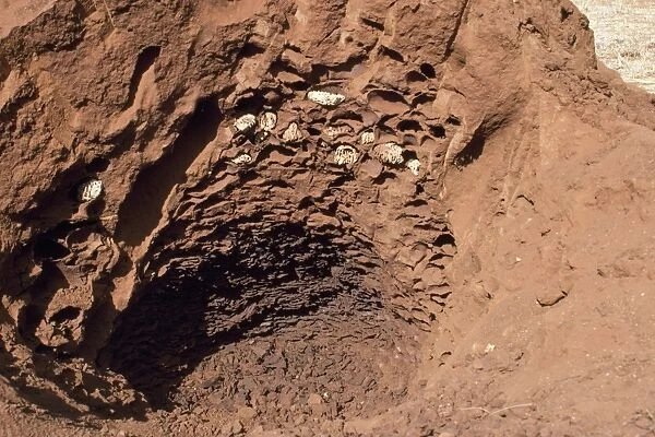 African Termite Mound - open