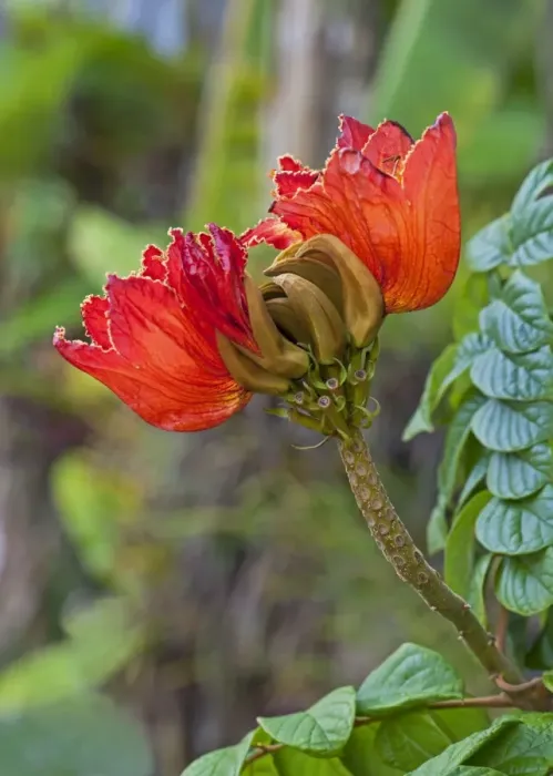 Framed Print : African Tulip Tree - recreational park - Puerto de la Cruz - Tenerife - February