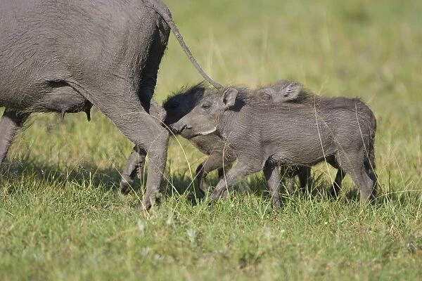 African Warthog - mother and young piglets - Masai Mara Reserve - Kenya
