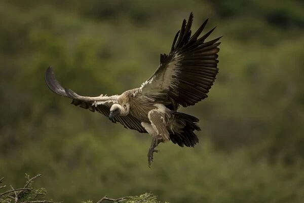 African White-Backed Vulture. Coming in to land. Central Namibia. Africa