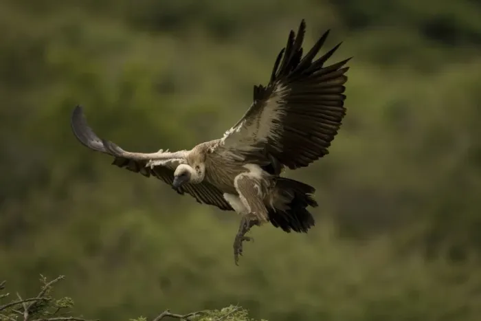 Framed Print : African White-Backed Vulture. Coming in to land. Central Namibia. Africa Framed Print : African White-Backed Vulture. Coming in to land. Central Namibia. Africa