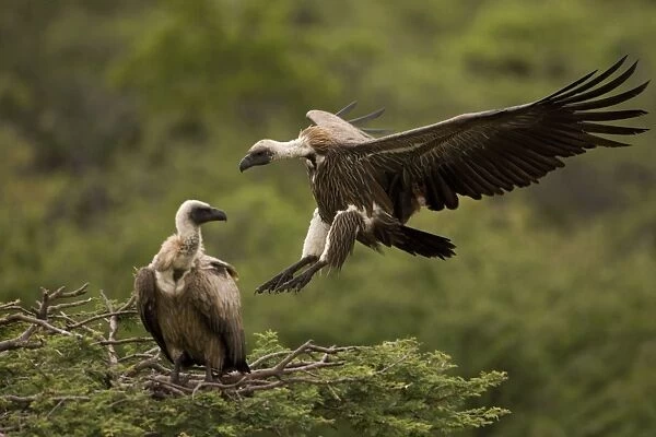 African White-Backed Vulture - Coming in to land. Central Namibia. Africa