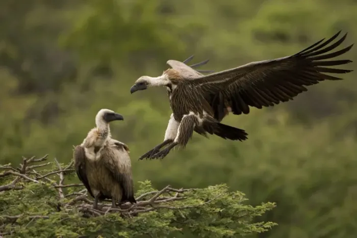 Framed Print : African White-Backed Vulture - Coming in to land. Central Namibia. Africa Framed Print : African White-Backed Vulture - Coming in to land. Central Namibia. Africa