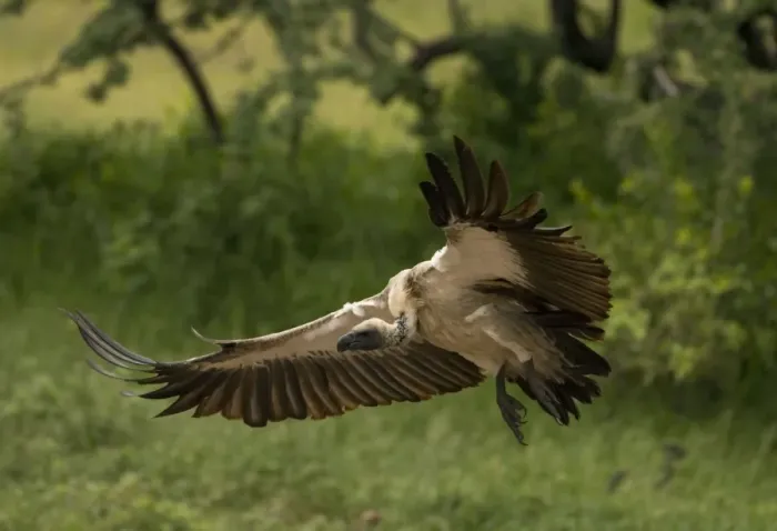 Framed Print : African White-Backed Vulture - Coming in to land. Central Namibia. Africa Framed Print : African White-Backed Vulture - Coming in to land. Central Namibia. Africa
