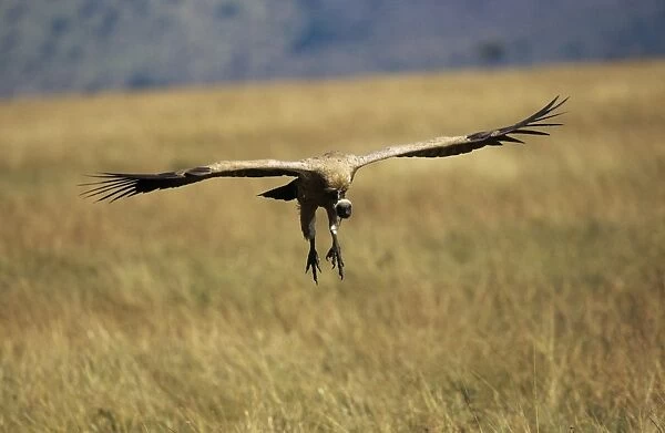 African White-backed Vulture - coming in to land