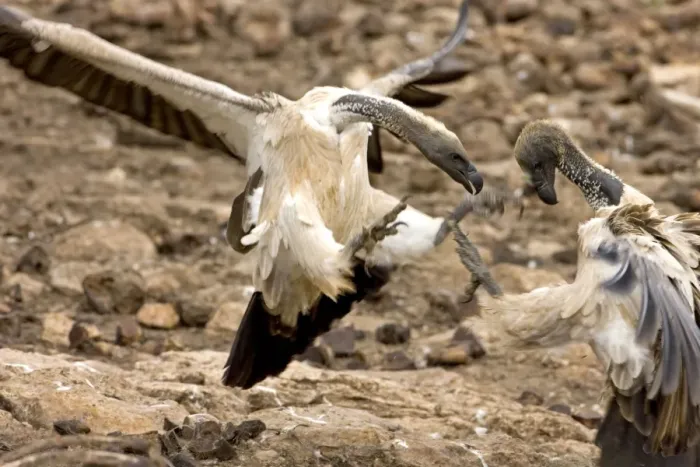 Framed Print : African White-Backed Vulture - Fighting at feeding site. Central Namibia, Africa Framed Print : African White-Backed Vulture - Fighting at feeding site. Central Namibia, Africa