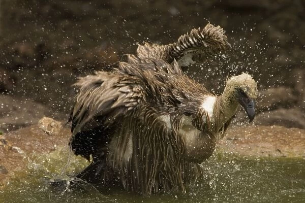 African White-Backed Vulture - Having a bath after feeding. Central Namibia, Africa