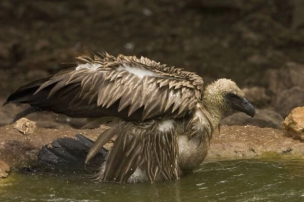 African White-Backed Vulture - Having a bath after feeding. Central Namibia Africa