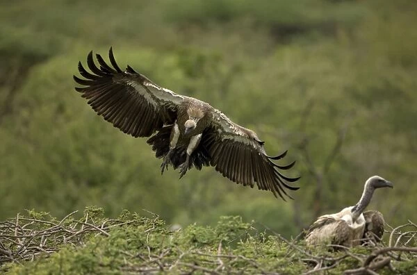 African White-Backed Vulture - Landing on tree top. Central Namibia, Africa