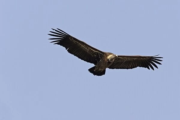 African White-backed Vulture. Simien Mountains - Ethiopia