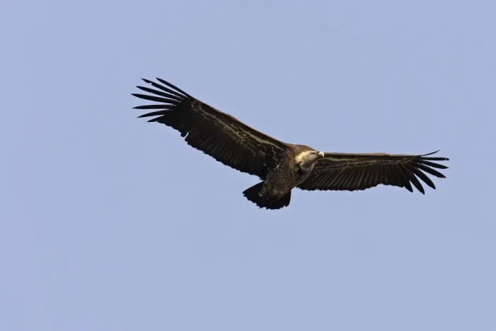 Framed Print : African White-backed Vulture. Simien Mountains - Ethiopia Framed Print : African White-backed Vulture. Simien Mountains - Ethiopia
