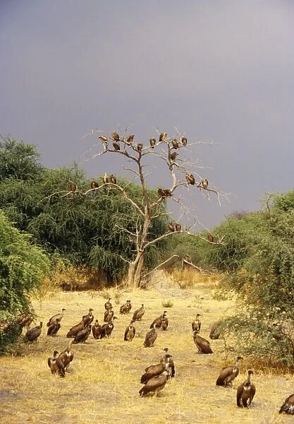 African White-backed Vulture - waiting near kill Botswana, Africa