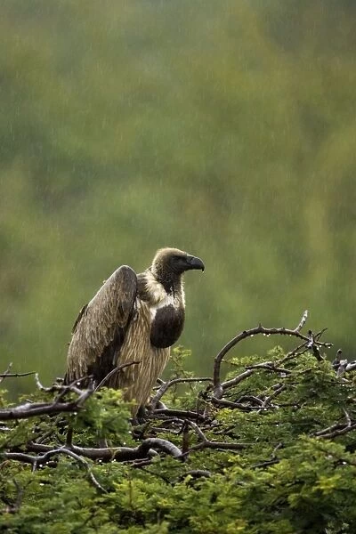 African White-Backed Vulture. Waiting out the rain in Central Namibia, Africa
