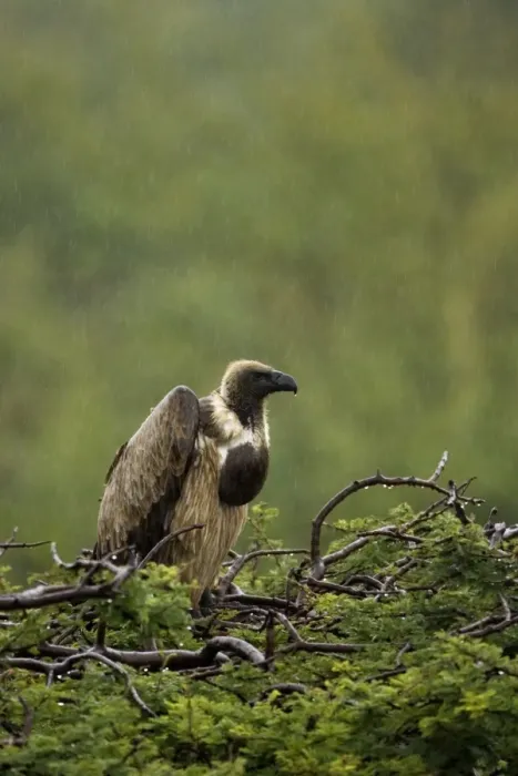 Framed Print : African White-Backed Vulture. Waiting out the rain in Central Namibia, Africa Framed Print : African White-Backed Vulture. Waiting out the rain in Central Namibia, Africa