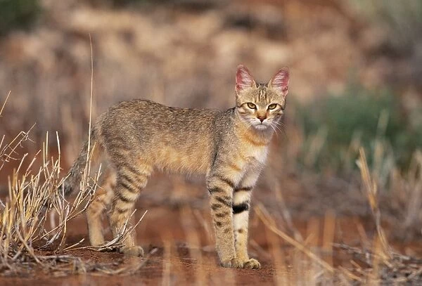 African Wild Cat - Kalahari Gemsbok Park, South Africa