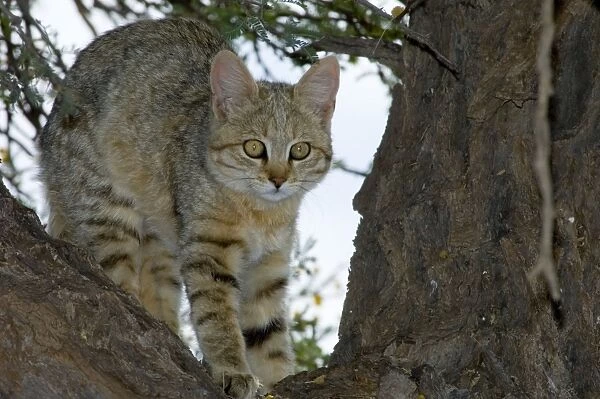 African Wild Cat - Kitten sheltering in camelthorn during heat of day. Predator of rodents and other small mammals, birds, amphibians, reptiles and invertebrates. Widespread. Kgalagadi Transfrontier Park, Northern Cape, South Africa