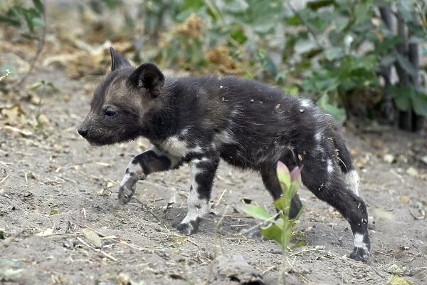 African Wild Dog - 5 week old pup - Northern Botswana - Africa - *Endangered Species - *Digitally removed small twig in foreground