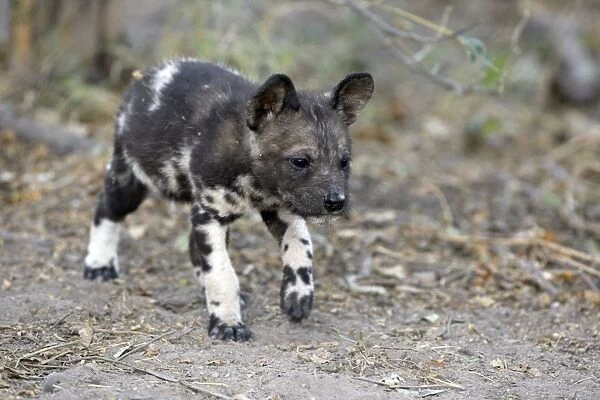 African Wild Dog - 5 week old pup (s) - Northern Botswana - Africa - *Endangered Species