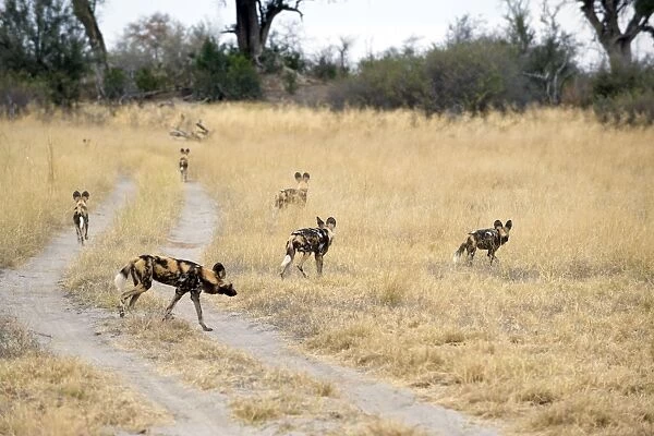 African Wild Dog - Crossing dirt road - Northern Botswana - Africa - *Endangered species