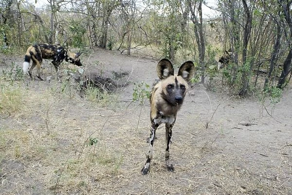 African Wild Dog - At den - Northern Botswana - Africa - *Endangered species