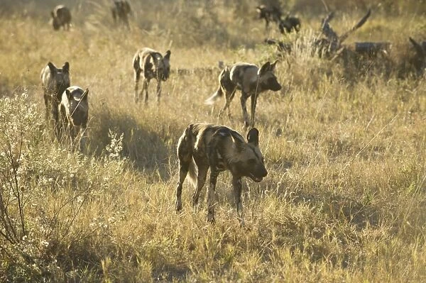 African Wild Dog - On the hunt at sunset - Northern Botswana - Africa - *Endangered species