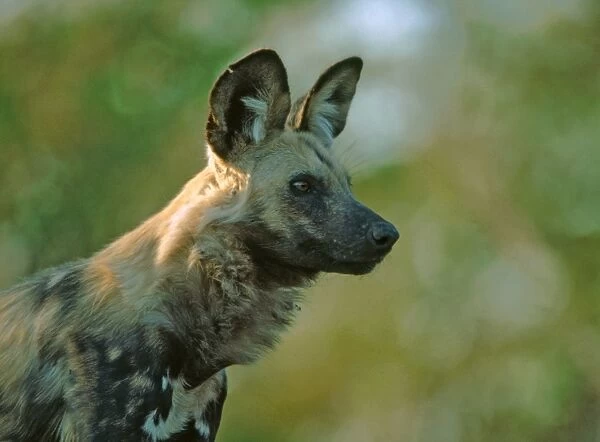 African Wild Dog Moremi, Botswana, Africa