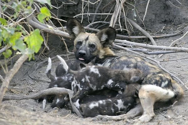 African Wild Dog - Mother suckling 5 week old pup(s) in den mouth - Northern Botswana - Africa - *Endangered species