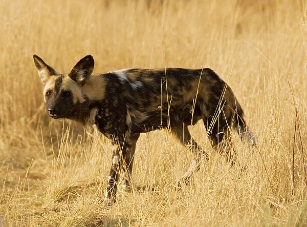 African Wild Dog  /  Painted Hunting Dog