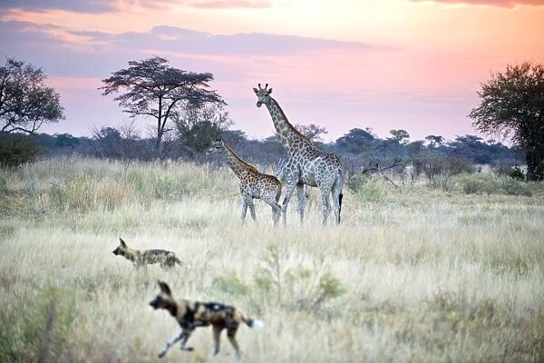 African Wild Dog - Passing giraffe mother and calf while out hunting at sunset - Northern Botswana - Africa - *Endangered species