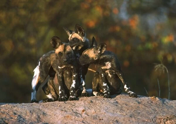 African Wild Dogs - 3 month old Wild Dog pups at the densite Moremi, Botswana, Africa