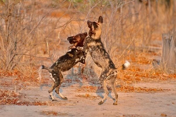 African Wild Dogs CRH 468 Wrestling - Moremi, Botswana Lycaon pictus © Chris Harvey  /  ardea. com