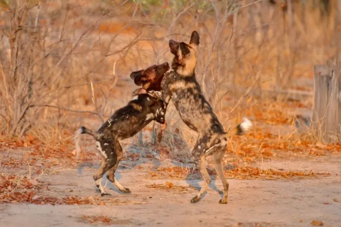 Framed Print : African Wild Dogs CRH 468 Wrestling - Moremi, Botswana Lycaon pictus © Chris Harvey / ardea. com Framed Print : African Wild Dogs CRH 468 Wrestling - Moremi, Botswana Lycaon pictus © Chris Harvey / ardea. com