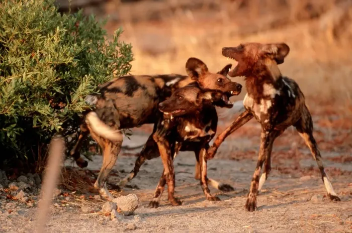 Framed Print : African Wild Dogs CRH 473 Males disputing over female - Moremi, Botswana Lycaon pictus © Chris Harvey / ardea. com Framed Print : African Wild Dogs CRH 473 Males disputing over female - Moremi, Botswana Lycaon pictus © Chris Harvey / ardea. com
