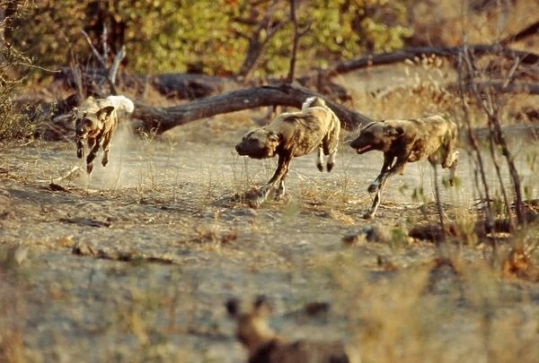 African Wild Dogs CRH 474 Racing back to the den - Moremi, Botswana Lycaon pictus © Chris Harvey  /  ardea. com