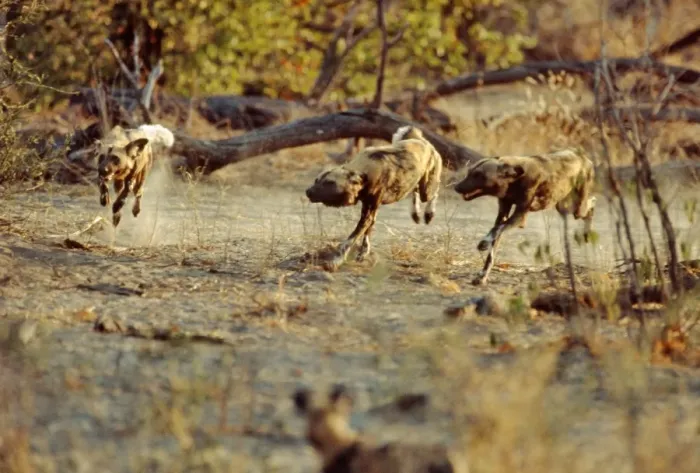 Framed Print : African Wild Dogs CRH 474 Racing back to the den - Moremi, Botswana Lycaon pictus © Chris Harvey / ardea. com Framed Print : African Wild Dogs CRH 474 Racing back to the den - Moremi, Botswana Lycaon pictus © Chris Harvey / ardea. com
