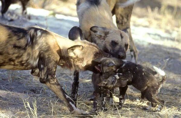 African Wild Dogs CRH 925 Playing with pups - Moremi, Botswana Lycaon pictus © Chris Harvey  /  ardea. com