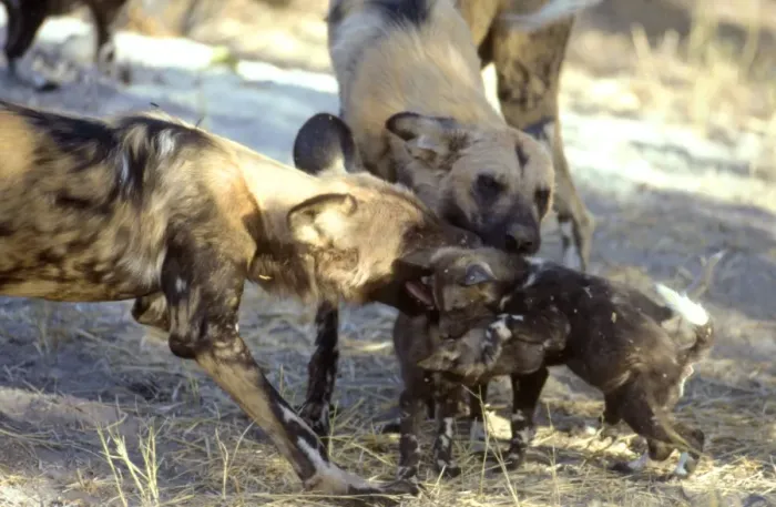 Framed Print : African Wild Dogs CRH 925 Playing with pups - Moremi, Botswana Lycaon pictus © Chris Harvey / ardea. com Framed Print : African Wild Dogs CRH 925 Playing with pups - Moremi, Botswana Lycaon pictus © Chris Harvey / ardea. com