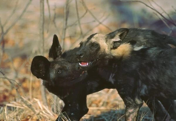 African Wild Dogs - Wild dog pup licks the blood off the jaws of a yearling who has come back to densite from a kill Moremi, Botswana, Africa