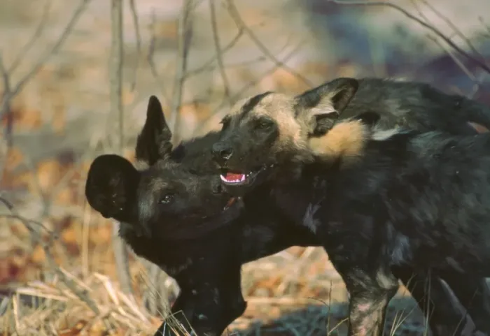 Framed Print : African Wild Dogs - Wild dog pup licks the blood off the jaws of a yearling who has come back to densite from a kill Moremi, Botswana, Africa Framed Print : African Wild Dogs - Wild dog pup licks the blood off the jaws of a yearling who has come back to densite from a kill Moremi, Botswana, Africa