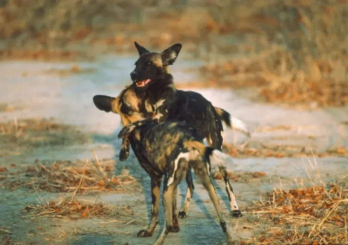 Framed Print : African Wild Dogs - Young Wild Dogs mock fighting Moremi, Botswana, Africa Framed Print : African Wild Dogs - Young Wild Dogs mock fighting Moremi, Botswana, Africa