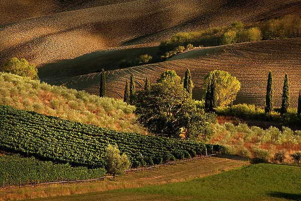 Afternoon light on vineyard and olive trees, Tuscany region of Italy Date: 21-09-2011